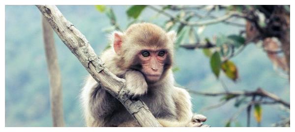 生肖猴:6月出门会遇到下面2个人,将是你一生真正的贵人!休闲区蓝鸢梦想 - Www.slyday.coM 生肖猴:6月出门会遇到下面2个人,将是你一生真正的贵人!休闲区蓝鸢梦想 - Www.slyday.coM