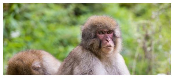 生肖猴:6月出门会遇到下面2个人,将是你一生真正的贵人!休闲区蓝鸢梦想 - Www.slyday.coM 生肖猴:6月出门会遇到下面2个人,将是你一生真正的贵人!休闲区蓝鸢梦想 - Www.slyday.coM