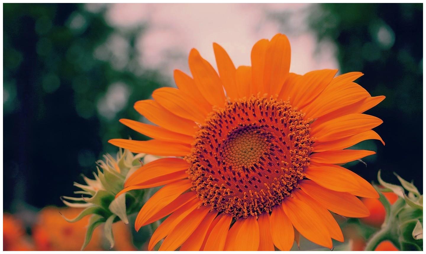 生肖龙 天神送来大喜事 财运亨通 好运连连 财经头条