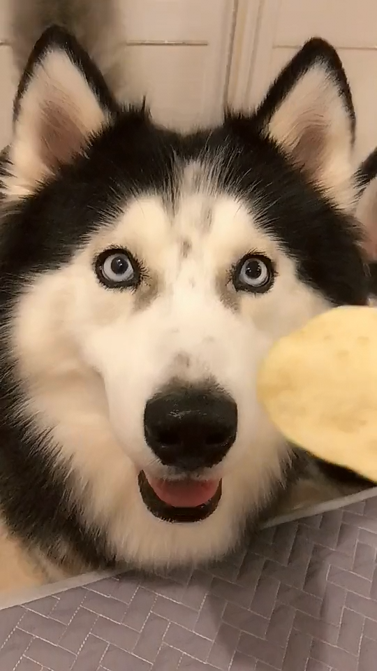 按理来说,狗子应该盯着薯片,可是哈士奇一言难尽地盯着主人,看这表情