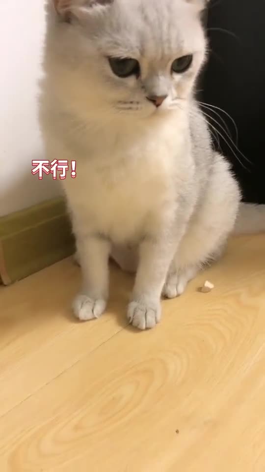 猫咪团子的脾气真是不敢恭维, 打孩子挨骂了, 眼神太凶了