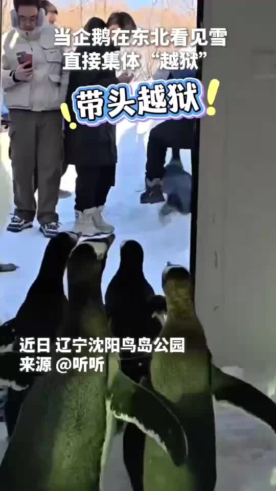 当企鹅在东北看见雪，直接集体“越狱”！