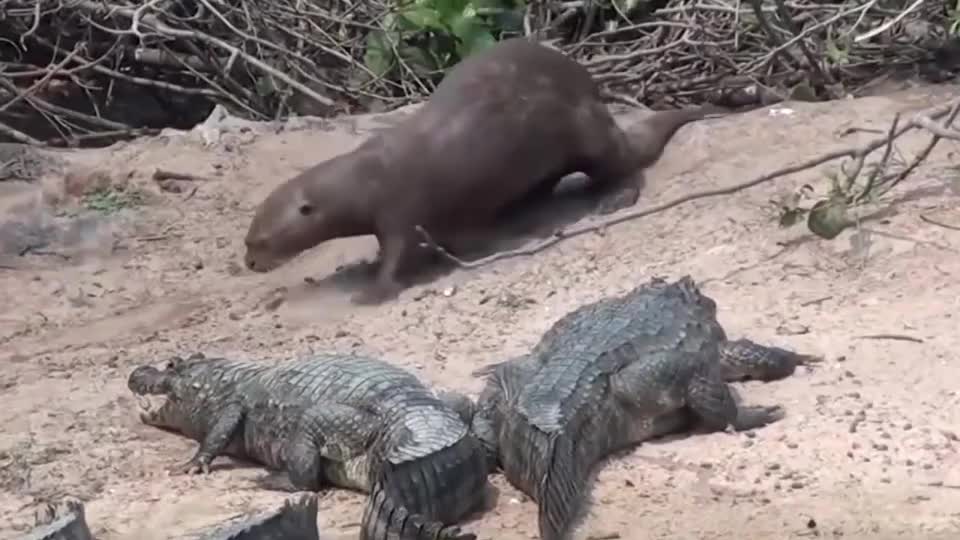 这家伙比平头哥嚣张,直接在鳄鱼旁边睡觉,这是真大佬