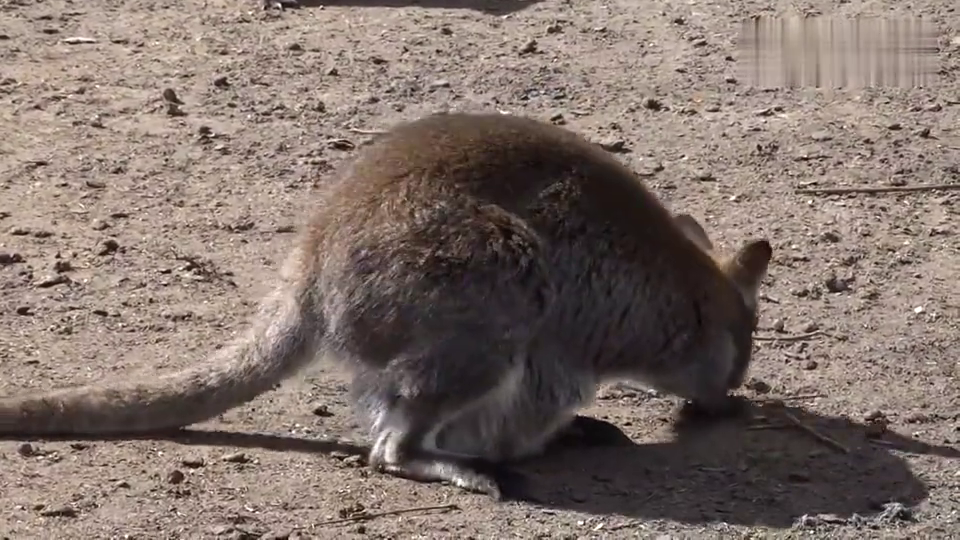 小袋鼠从育儿袋里探出头来,好可爱