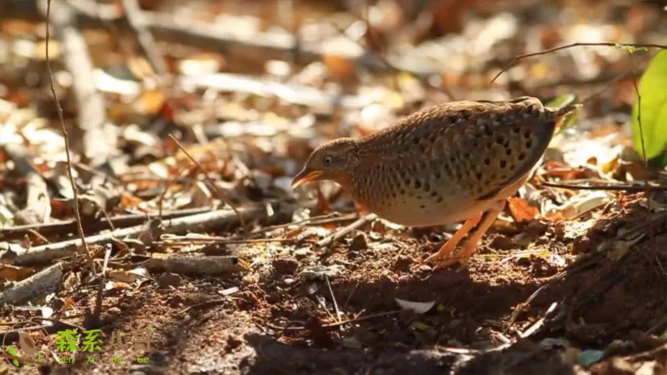 黄脚三趾鹑的叫声,鸟儿不大,声音却是浑厚洪亮,能传得很远