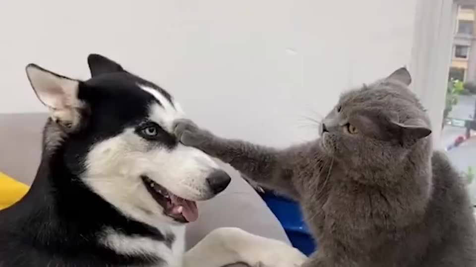 喵星军体拳,专打狗头!