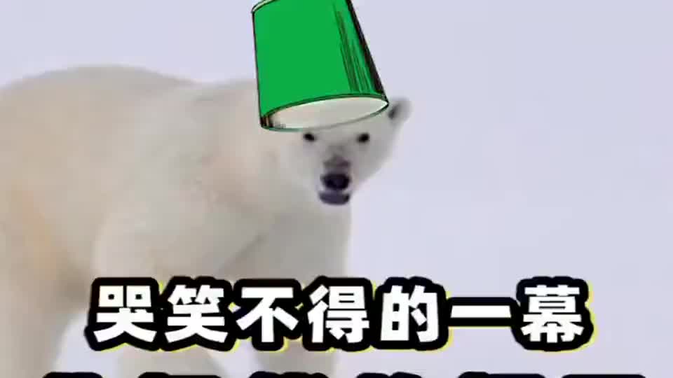 00:00 00:33 00:33 为您推荐: 北极熊很喜欢绿色桶,经常当帽子戴在