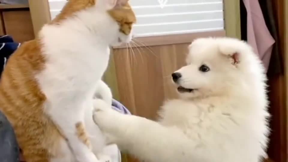 萨摩耶宝宝动手动脚,惹怒橘猫,好可爱啊!