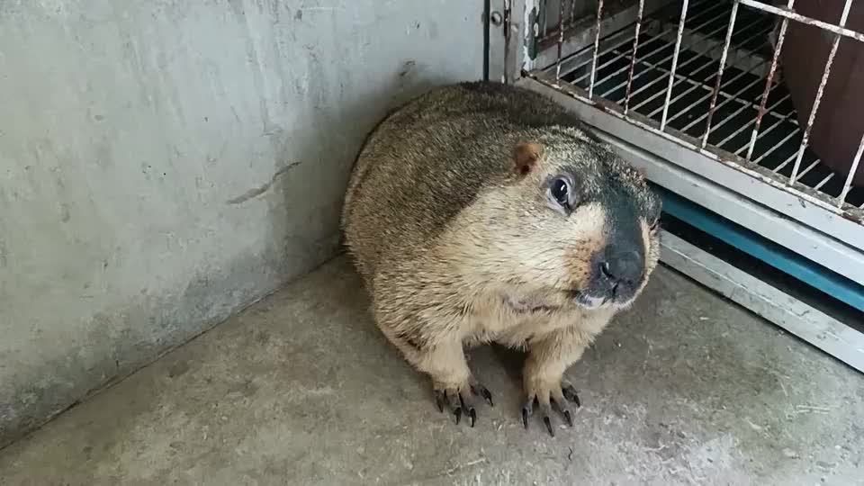 为您推荐: 这是我们南方的耗子,我想看看你们北方的耗子 为您推荐