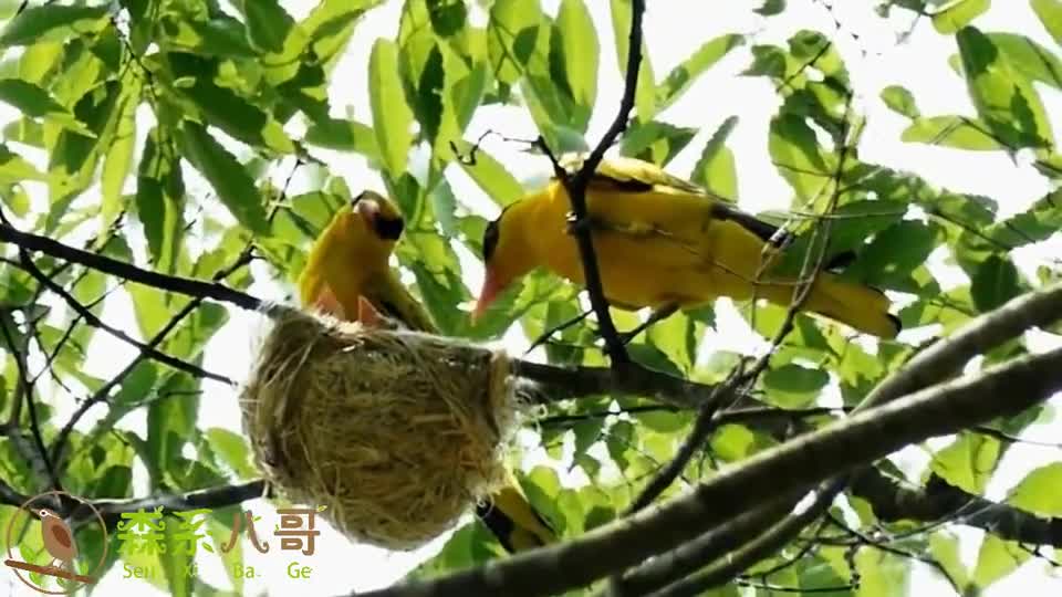 黄鹂鸟很少见,又把窝做在高大的乔木上,能拍到鸟儿育雏,很难得