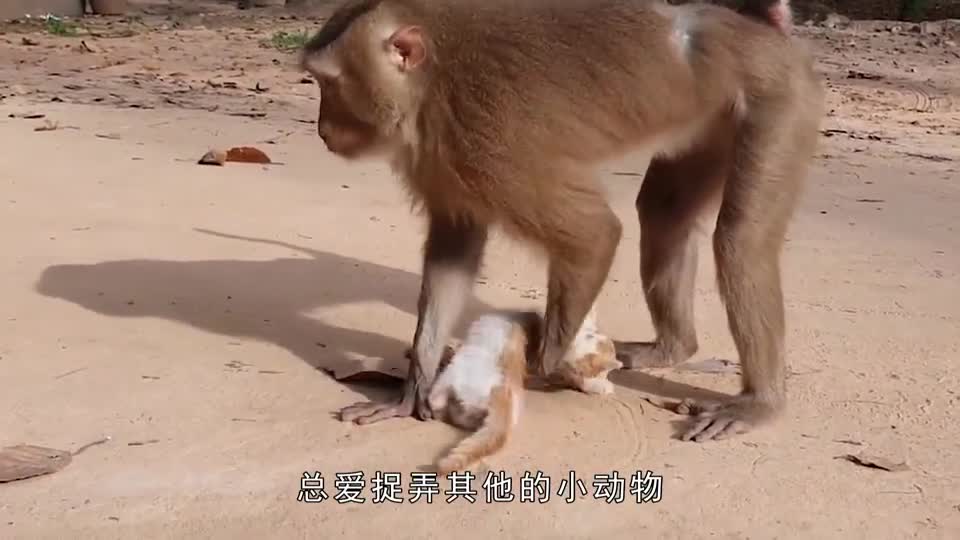 猴子俘获小猪当坐骑,每天骑着小猪去偷吃,网友:简直就是两活宝