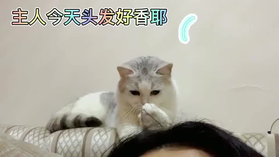 猫咪闻着主人头发真香,忍不住尝了几猫嘴,被主人吼居然抛个恨眼