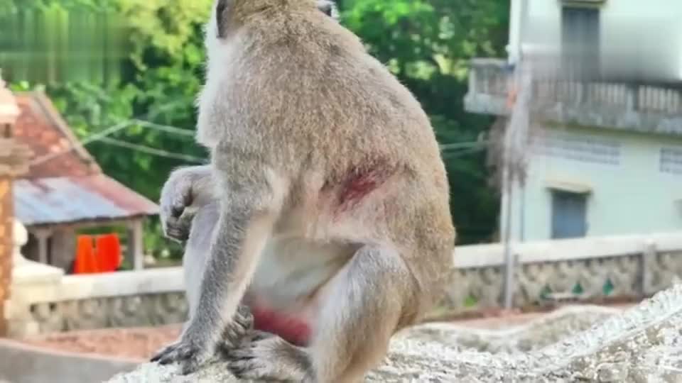 母猴是吃错东西了吗?怎么有这样的反应