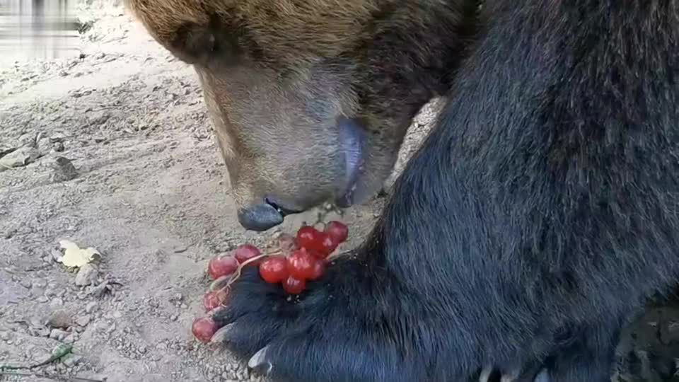 熊出没葡萄图片