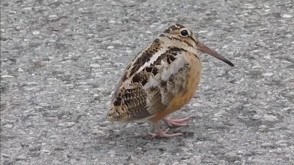 走鹃大战响尾蛇,一招致命反复补刀!