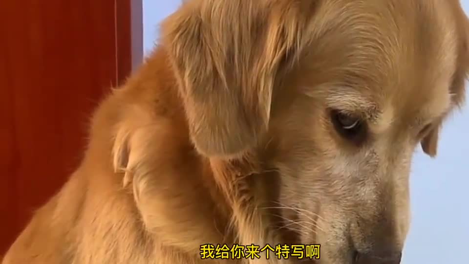 金毛真是戏精它想吃肉干了装作一脸委屈演戏给女主人看