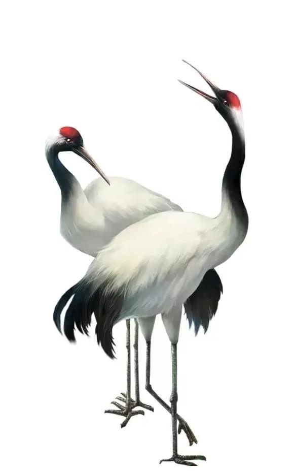 丹顶鹤图片～请欣赏