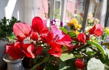 养三角梅,做到“3多、1控”,开完一茬又茬,一茬比一茬开得多休闲区蓝鸢梦想 - Www.slyday.coM 养三角梅,做到“3多、1控”,开完一茬又茬,一茬比一茬开得多休闲区蓝鸢梦想 - Www.slyday.coM