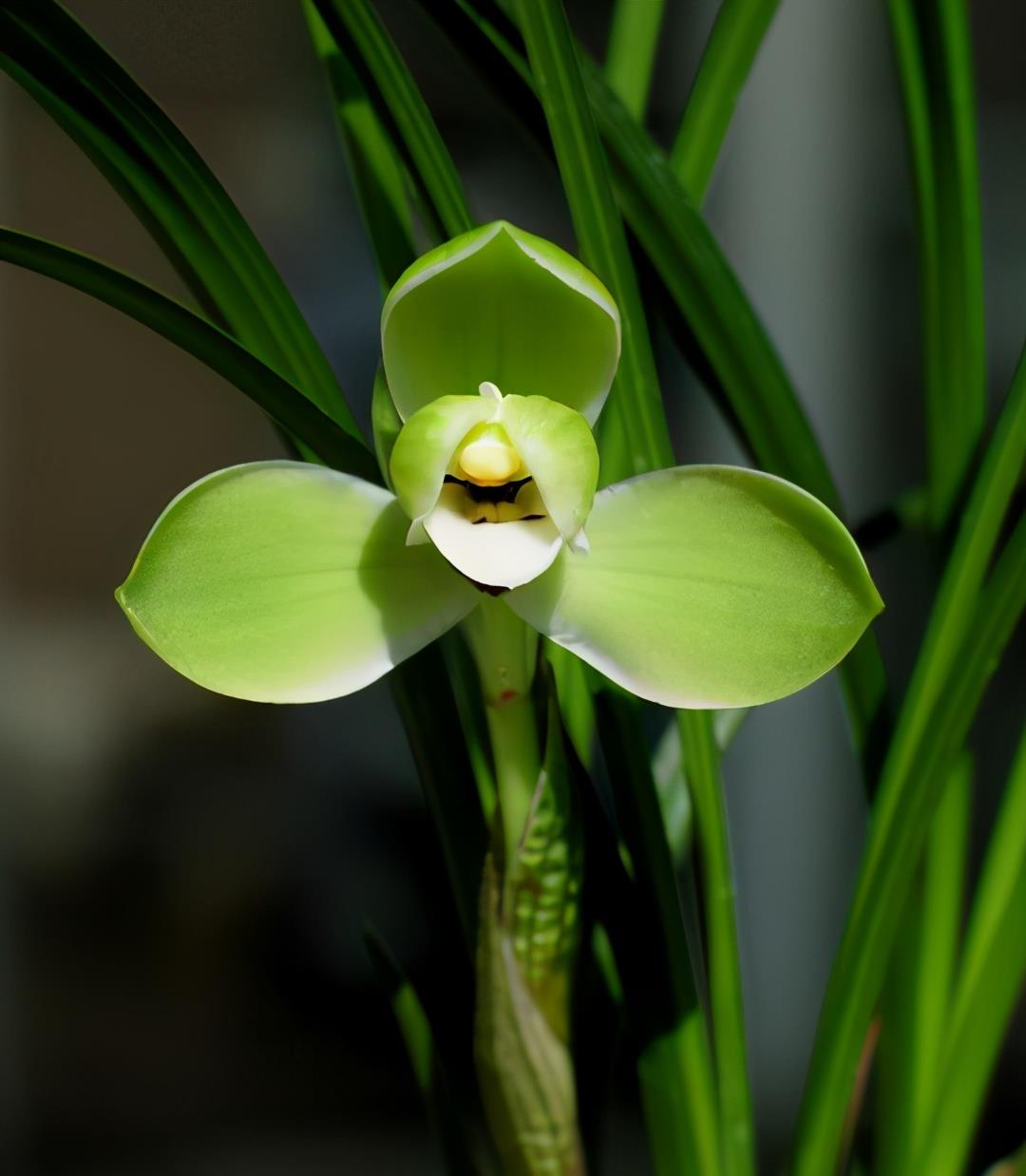 一苗宋梅可以换来一个庭院,是一款非常优秀且收藏价值极高的兰花,而且