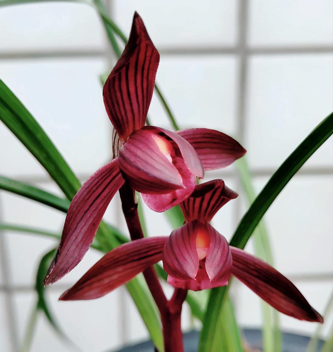 春兰红花名品"醉红素",花色艳丽,香气浓郁,上盆效果极佳