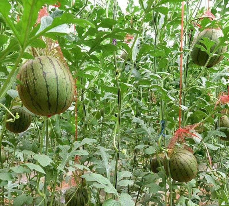 长在树上的西瓜是吊瓜