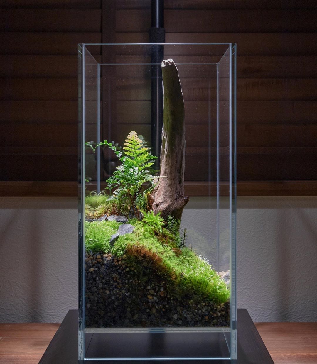 微景观生态瓶,漂亮的苔藓缸,感觉添了水能秒变沉木造景草缸