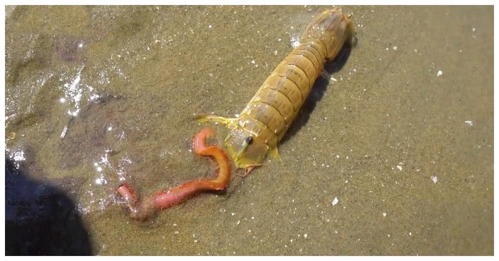 同事去赶海,半小时捡12只皮皮虾3条海鱼,还发现个"稀罕"海货