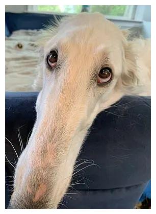 狗的鼻子居然能长这么长看久了居然还有点帅气