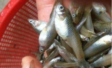 原产自我国，一天吃上千只蚊子，在国外泛滥成灾，我国38元1斤休闲区蓝鸢梦想 - Www.slyday.coM