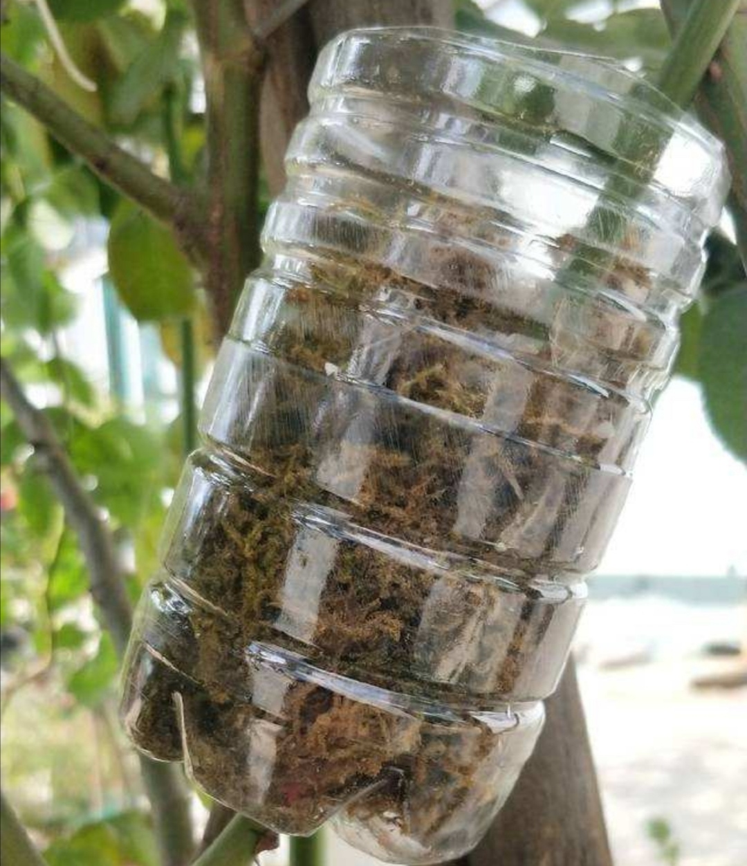 锯末不要扔它可是养花好材料扦插配土繁殖都能用