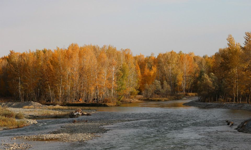 哈巴河白桦林,春夏两季林中绿草如茵,野花点缀蜂飞蝶舞秋风送爽