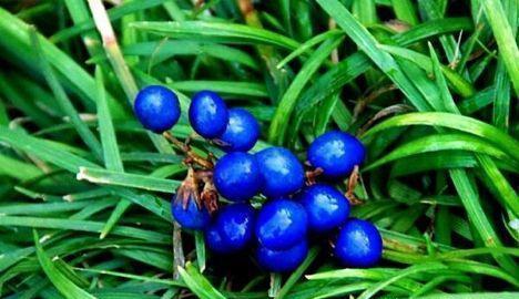 1/ 6大自然中拥有非常多的瑰宝,尤其是在农村的野外,有很多的野生植物