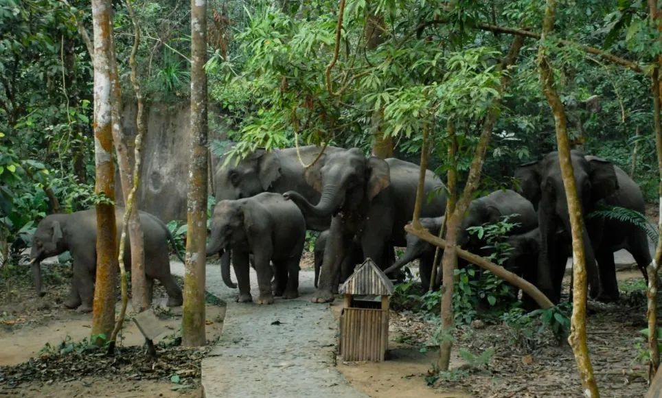 野象谷旅游攻略 免费语音导游|云南|野象谷|景洪_新浪新闻