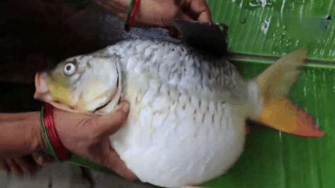 这一收获让旁边众人都羡慕不已,可是当他看到这条大鱼鼓起的大肚子后