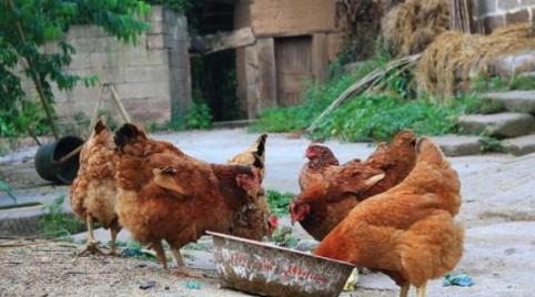 城里人爱买的“土鸡”,为何突然就不受欢迎了?土鸡不好吃了吗?休闲区蓝鸢梦想 - Www.slyday.coM 城里人爱买的“土鸡”,为何突然就不受欢迎了?土鸡不好吃了吗?休闲区蓝鸢梦想 - Www.slyday.coM