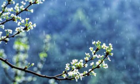 雨打梨花深闭门:这句诗,为什么会让诗人们深深迷恋?__财经头条