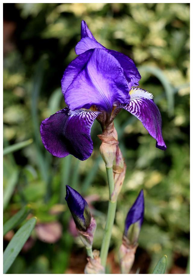 鸢尾 学名 Iris Tectorum Maxim 财经头条