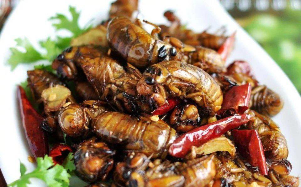 被外地人称为重口味的山东菜之油炸金蝉,你敢吃吗?__财经头条