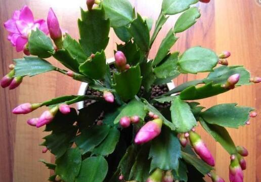 蟹爪兰一直不长花苞？用上“3个狠招”，花苞乖乖吐出来！休闲区蓝鸢梦想 - Www.slyday.coM