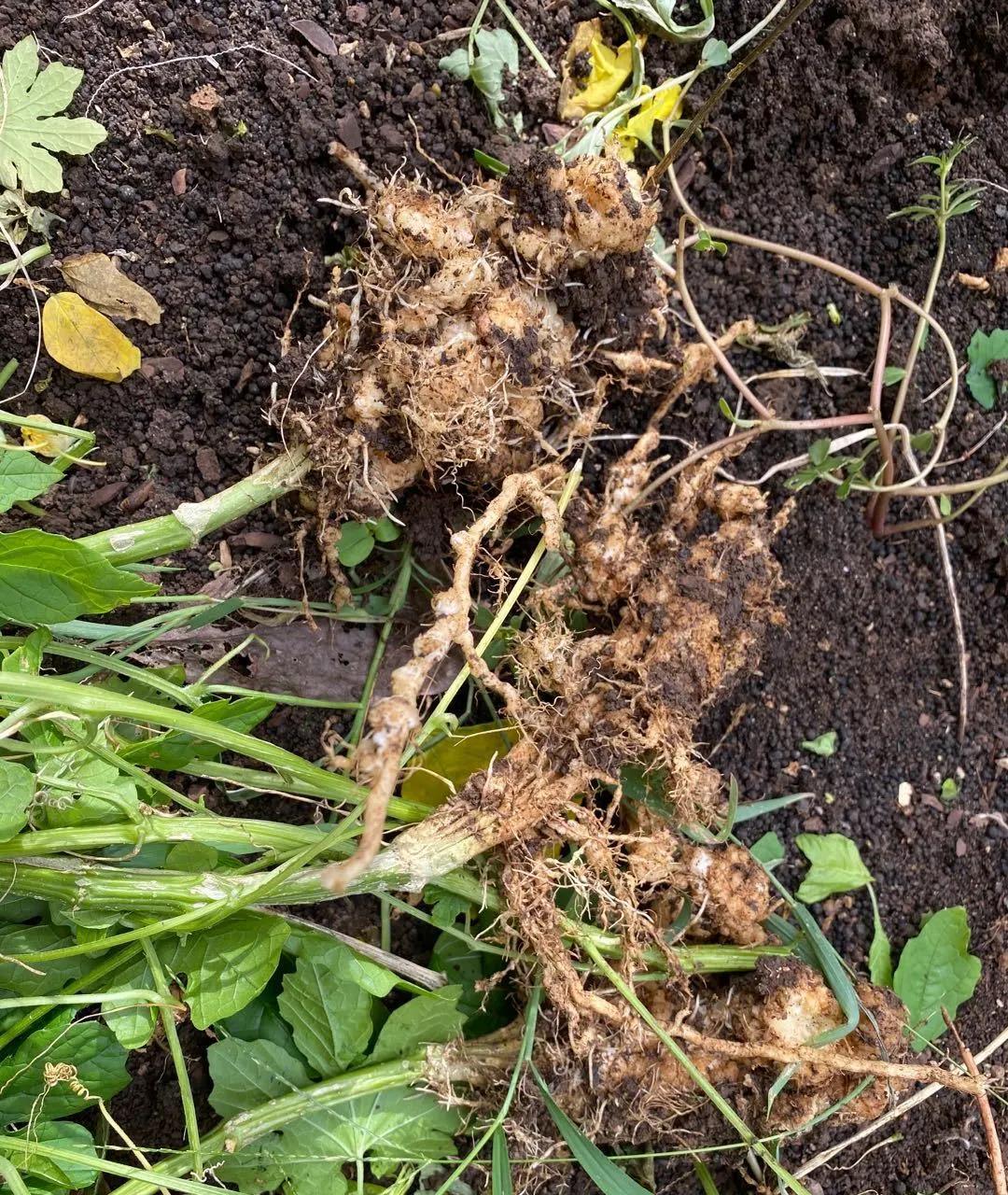 什么是根瘤菌?是好还是坏?