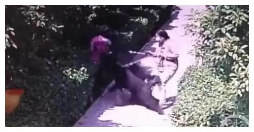 关于河南安阳“狗咬伤老人”事件，不吐不快！休闲区蓝鸢梦想 - Www.slyday.coM