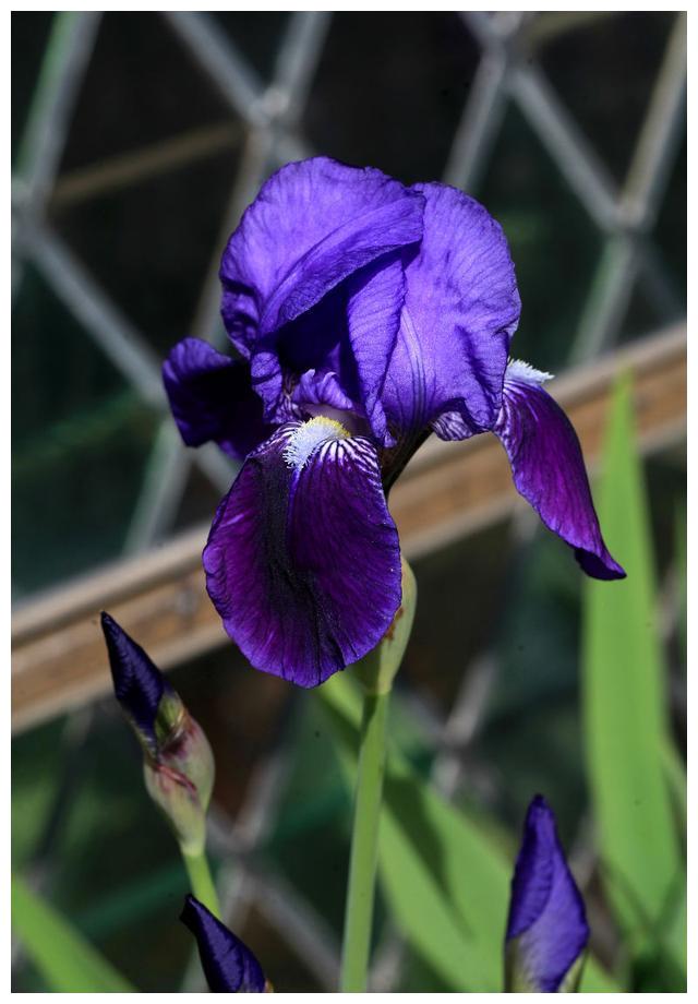 鸢尾 学名 Iris Tectorum Maxim 财经头条