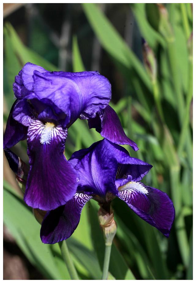 鸢尾 学名 Iris Tectorum Maxim 财经头条