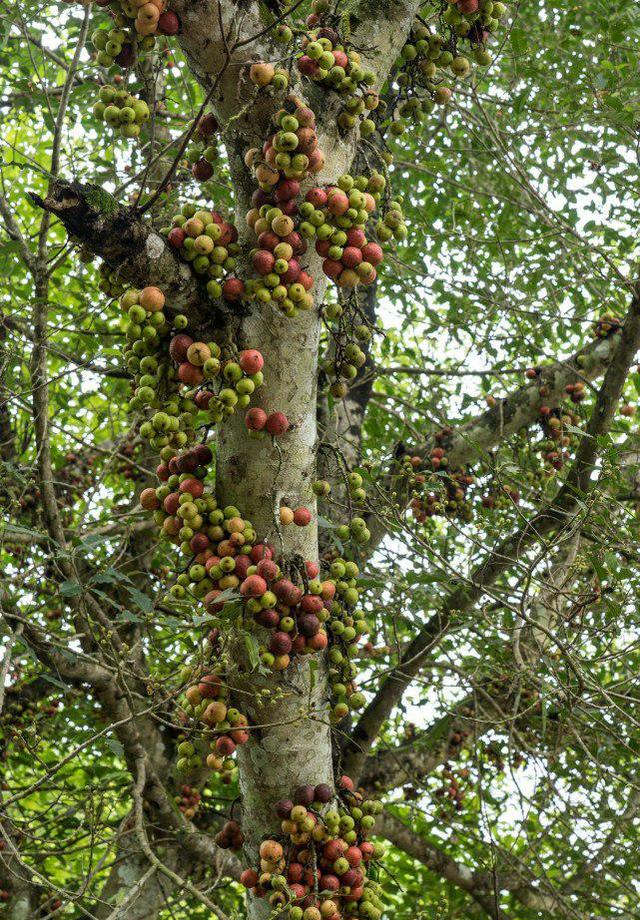 大果榕是榕树的一种,看看这天然大果榕有多能结果,这是还没长熟的.