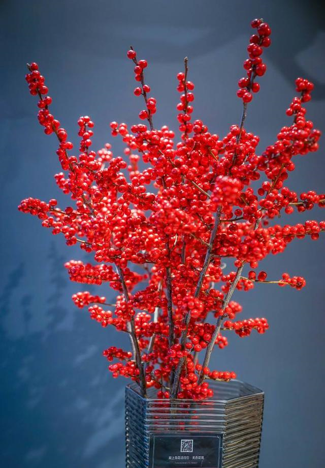 这3种“花”，比兰花漂亮，比绿萝好养，冬季照样开爆盆，超棒！休闲区蓝鸢梦想 - Www.slyday.coM