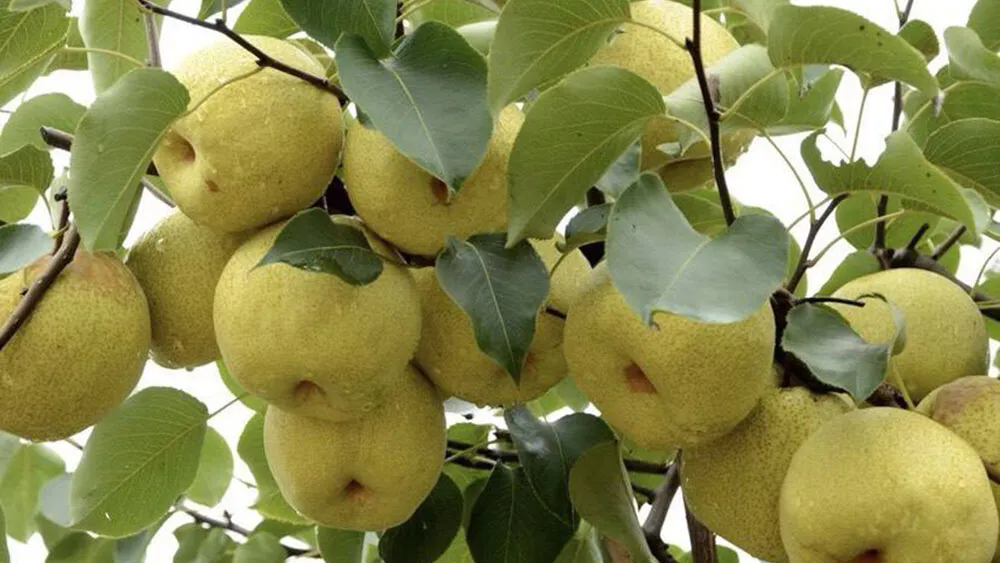 砀山酥梨：美味、营养与药用的珍贵水果