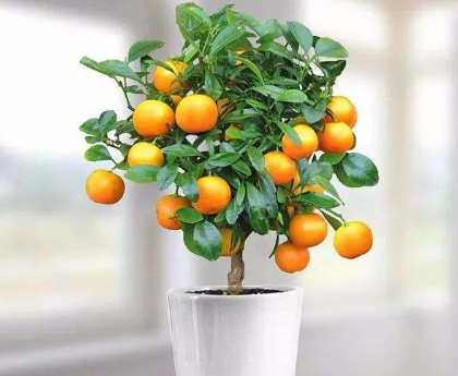这么养金桔盆景做好4方面开花不断还能结出美味的果实