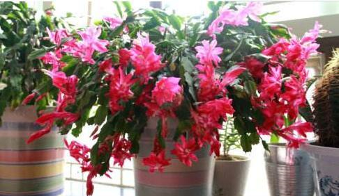 蟹爪兰一直不长花苞？用上“3个狠招”，花苞乖乖吐出来！休闲区蓝鸢梦想 - Www.slyday.coM