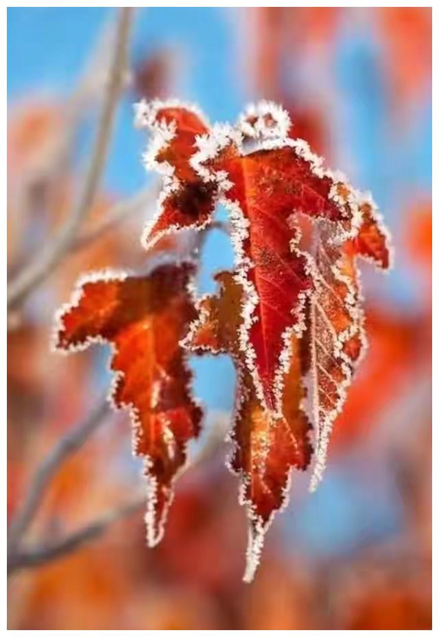 大智慧交易系统下载