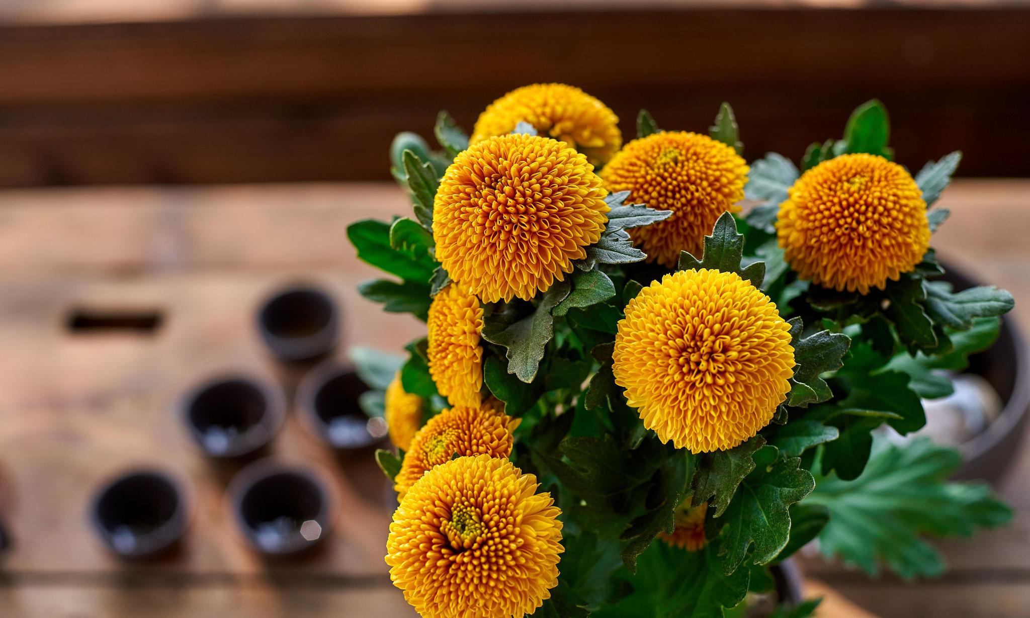 晓韵田园里的金黄色乒乓菊,开花爆盆,团圆美好,太喜